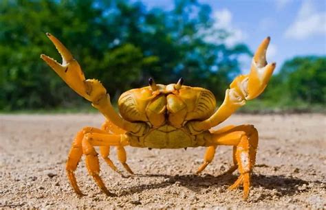 Can You Have a Crab as a Pet? A Comprehensive Guide