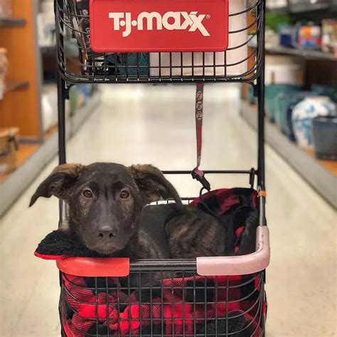 Is TJ Maxx Pet-Friendly?