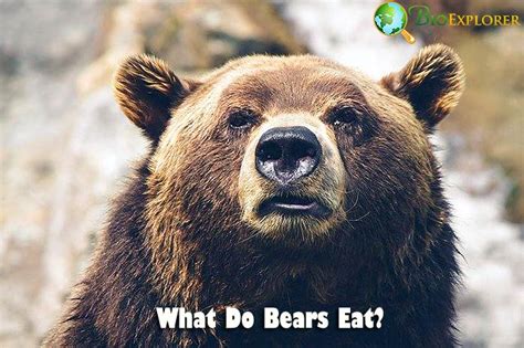 What Animal Eats Bears? A Comprehensive Analysis of Carnivorous Predators in the Bear Diet