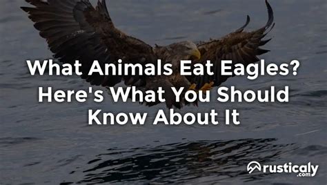 What Animal Eats Eagles?