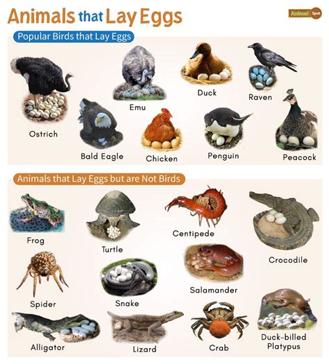 What Animal Lays Blue Eggs on the Ground?