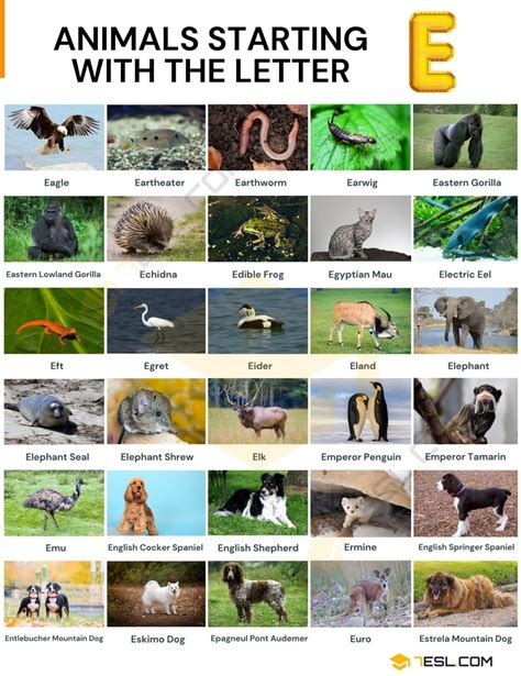 What Animal Starts With E?