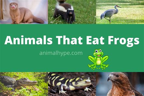 What Animal Eat Frogs?