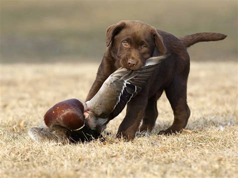 When to Start Training a Lab Puppy for Hunting